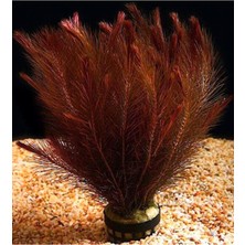 Renas Store Rotala Wallichii Red Bağ 8-10 Kök Canlı Bitki 413142