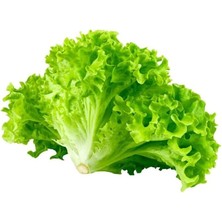 Renas Store Kıvırcık Marul (Çoklu Tohum) - 5 Gram