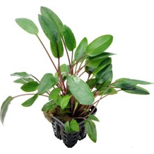 Renas Store Cryptocoryne Willisii Saksı Canlı Bitki