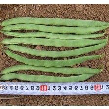 MarkEntegra Kaliteli Alman Ayşe Fasulye Tohumu - 25 Gram