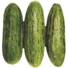 Renas Store Acur Tüylü (Çoklu Tohum) - 5 Gram
