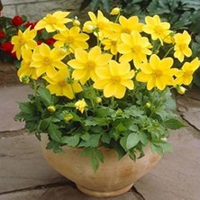 Karışık Renkli Bodur Mignon Yellow Dahlia Yıldız Çiçeği (80 Tohum)