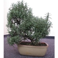 Biberiye Bonsai Ağacı 10 Tohum(Saksı Toprak Seti)