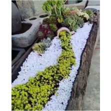 Beyaz Dolomit Taş 25 kg 2-4 cm Dere Çakıl Taşı Bahçe Süs Taşı Saksı Teraryum Taşı Akvary
