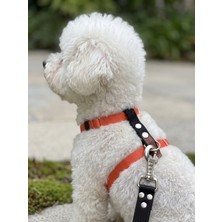 Balkonda Köpek Göğüs Tasması H Tipi Minik & Küçük Irk Ayarlamalı 1,5 cm Genişlik Kordon Turuncu & Siyah