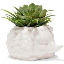 Kikkerland – Kirpi Saksısı - Sevimli Seramik Hayvan Sukulent Bitki Saksısı - 7,8 cm x 14,8 cm x 13 C