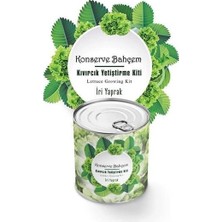 Semel Konserve Bahçem Evde Konservede Iri Yapraklı Kıvırcık Yetiştirme Kiti
