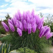 Hero Tohum Dünyam 50 Adet Daisy Garden Purple Pampas Tohumu
