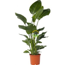 Fidan Sepetim Starliçe 3 Köklü - (Cennet Kuşu - Strelitzia Nicolai) 160-180cm