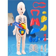 Delixa Ayver Insan Vücudu Anatomisi Organ Bulmaca Puzzle Bultak Yapboz Eğitici ve Öğretici Oyuncak 20 cm