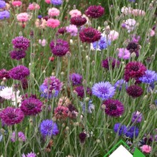Hepta Collection Arzuman-Kontur (Centaurea) Çiçek Tohumu 50 Adet