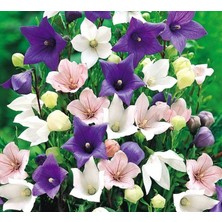 Hepta Collection Miracle Tohum Dona Dayanıklı Platycodon Iri Mixed Çiçekli Balon Çiçeği TOHUMU(100