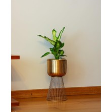Hepta Collection Invictus Gold Metal Ayaklı Saksı