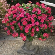 Hepta Collection Miracle Tohum Vinca Rosea Deep Rose Rozet Çiçeği (20 Tohum)