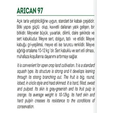 Hepta Collection Ata Tohumu Yerli Balkabağı 10 Adet Tohum