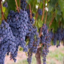 Hepta Collection Tüplü Şaraplık Merlot Üzüm Fidanı