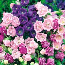 Hepta Collection Katmerli Campanula Karışık Çan Çiçeği Tohumu (100 Tohum)