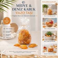 İbico Ibico İ12-252 Midye ve Deniz Kabuk Vazo Taşı Renkli Poşetli
