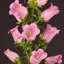 Hepta Collection Rose Pink Isabella Campanula Çan Çiçeği Tohumu (100 Tohum)
