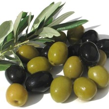 Hepta Collection Tüplü Bol Verimli Salamuralık Gemlik Trilye Zeytin Fidanı