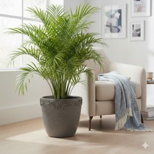 Effe Pot Decoration Afrodit Model Dekoratif Hafif Beton Saksı 38X35 cm