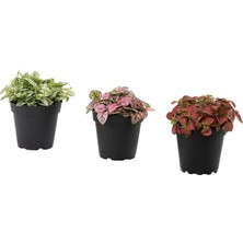 IKEA Hypoestes Yeşil 8.5 cm Canlı Bitki