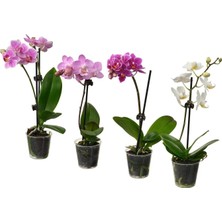 IKEA Phalaenopsıs Yeşil 6 cm Canlı Bitki