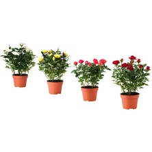 IKEA Rosa Yeşil 12 cm Canlı Bitki