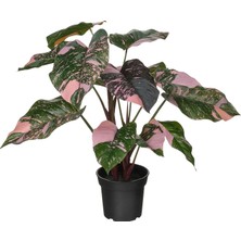 IKEA Fejka Pembe 15 cm Yapay Bitki