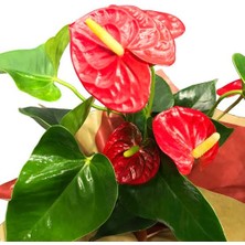 Modasteps Anthurium(Antoryum) - Flamingo Çiçeği