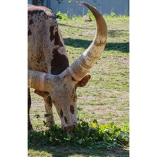 Renas Store Independently Published Ankole-Watusi Cattle; Sketchpad