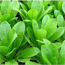 Renas Store Echinodorus Parviflorus Saksı Canlı Bitki P073