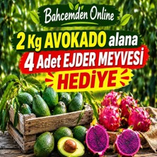Bahcemden Online 2 kg Avokado Alana 4 Adet Ejder Meyvesi Hediye