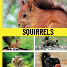 Delixa Squirrels: Toddler Book About Squirrels With Over 100 Real Photographs (Wordless Picture Books For T
