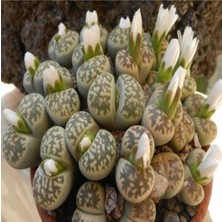 Dashing Look Lithops Karasmontana Ssp Bella Sukulent Tohumu TH-DSHNGLOOKTHM029