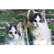 MiraLive 3 Boyutlu Resim  Sevimli Kediler Ikili Kedi Resmi Tablosu 40X60 cm