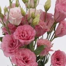 Renas Store Katmerli Papillon Pink Blush Lisianthus Çiçeği Tohumu(5 Tohum)