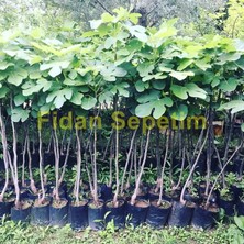 New Global Fidan Sepetim 2 Yaş Kavak Incir Fidanı