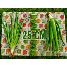 Alovia 25 cm Aloe Vera Fidanı – Köklenmiş Doğal Aloe Vera Bitkisi, Saksısız Canlı Fidan, Aloe Barbadensis Miller, Sarı Sabır
