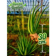 Alovia 30 cm Aloe Vera Fidanı – Köklenmiş Doğal Aloe Vera Bitkisi, Saksısız Canlı Fidan, Aloe Barbadensis Miller, Sarı Sabır
