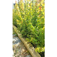 Acer Buergerianum 1 Metre