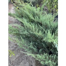ASES Saksıda 3 Yaş,çok Dallı,yayılıcı Ardıç Fidanı Boy 60-80 cm