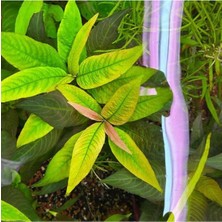 Nomaphila Siamensis Compact Saksı Canlı Bitki