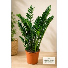 Bitkidunyam Zamia Zamioculcas Zamiifolia Iç Mekan Bitkisi