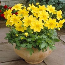 Miracle Tohum Karışık Renkli Bodur Mignon Yellow Dahlia Yıldız Çiçeği (80 Tohum)