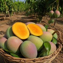 Bahcemden Online Mango Ejder Passiflora Üçlüsü