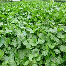 AyrStore Dlf Fare Kulağı Çim Tohumu - Dichondra Repens 1 kg