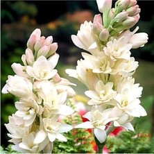 Mis Kokulu Katlı Sümbül Teber (Polianthes Tuberosa) Soğanı (Beyaz)