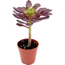 Aeonium Arboreum Var. Atropurpureum (Sukulent)