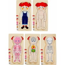 Kazan Hobi Sunman Tahta Puzzle 4x7 Parça Insan Vücudu